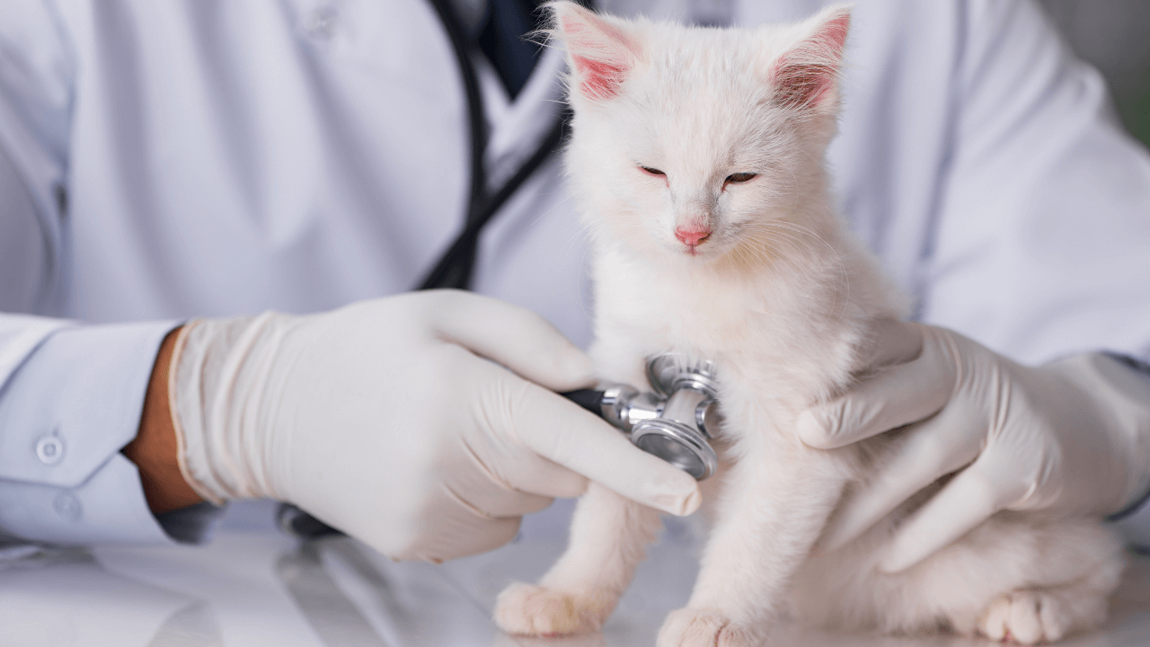 How to Successfully Launch Your Veterinary Business with an LLC in the USA Forming an LLC for Veterinary Practice