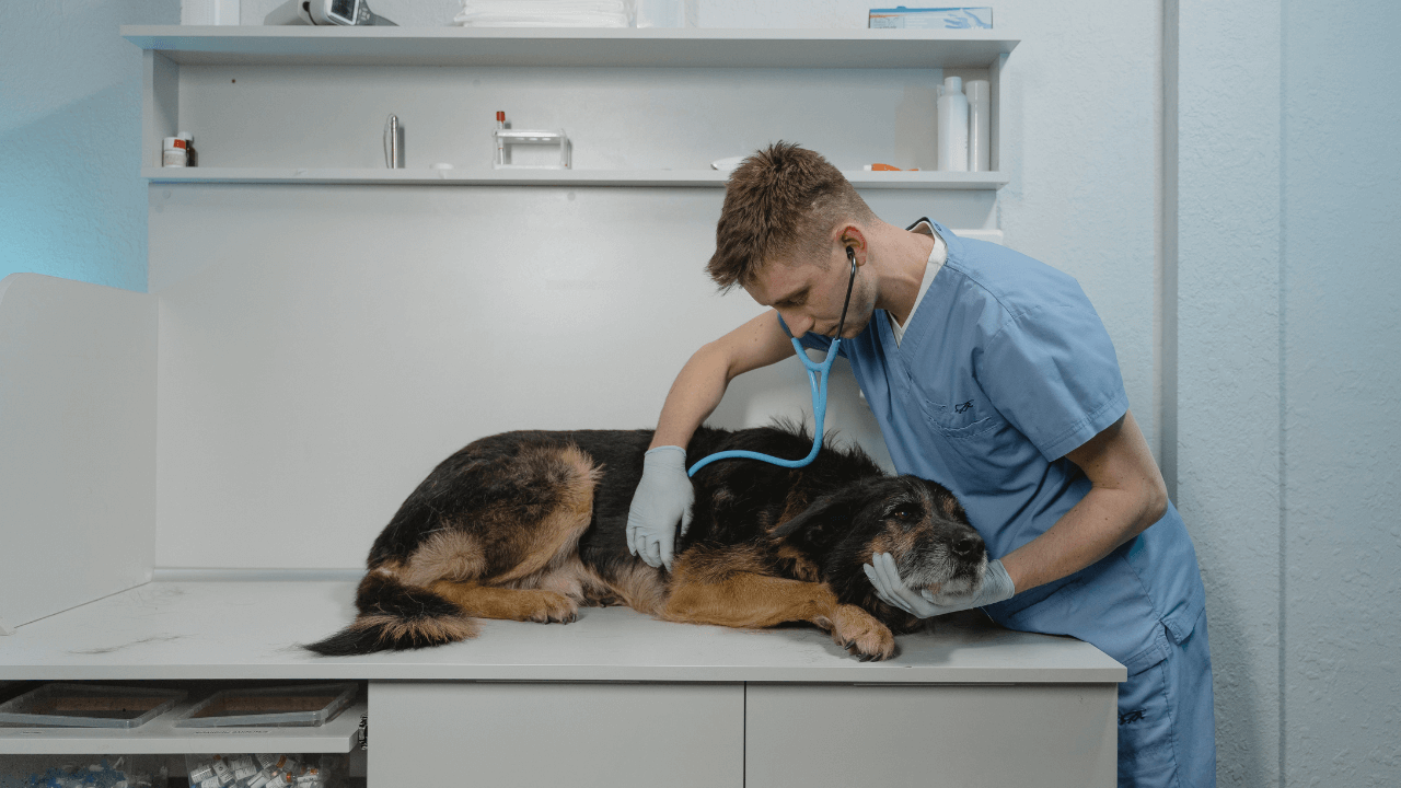 How to Successfully Launch Your Veterinary Business with an LLC in the USA Setting Up Your Veterinary Business